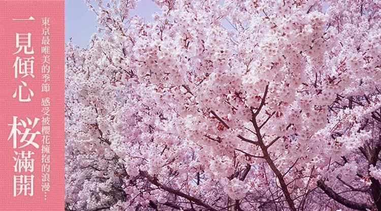 春櫻東京｜台灣虎航｜賞櫻名所～新宿御苑.井之頭恩賜公園.里根場合掌村.迪士尼.新宿逛街五日｜高雄來回-5