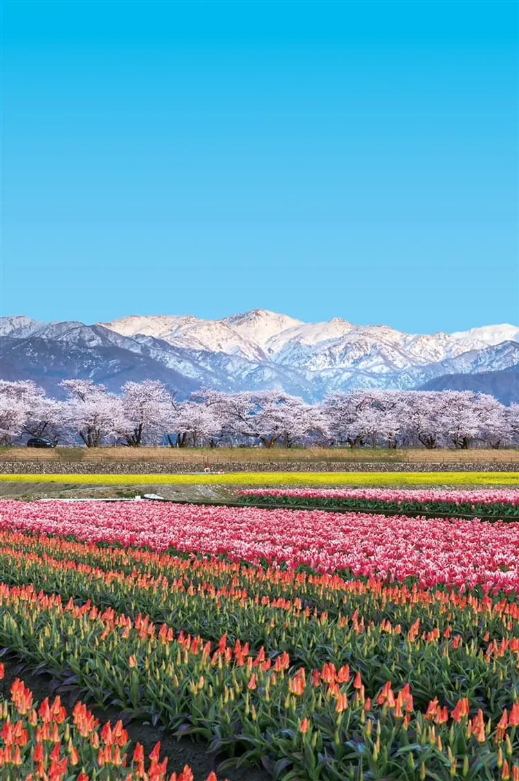 春櫻北陸｜台灣虎航｜夢幻童話合掌村.朝日町舟川～春日四重奏.足羽川河畔.濱松花卉公園.松川公園雙溫泉六日｜高雄來回