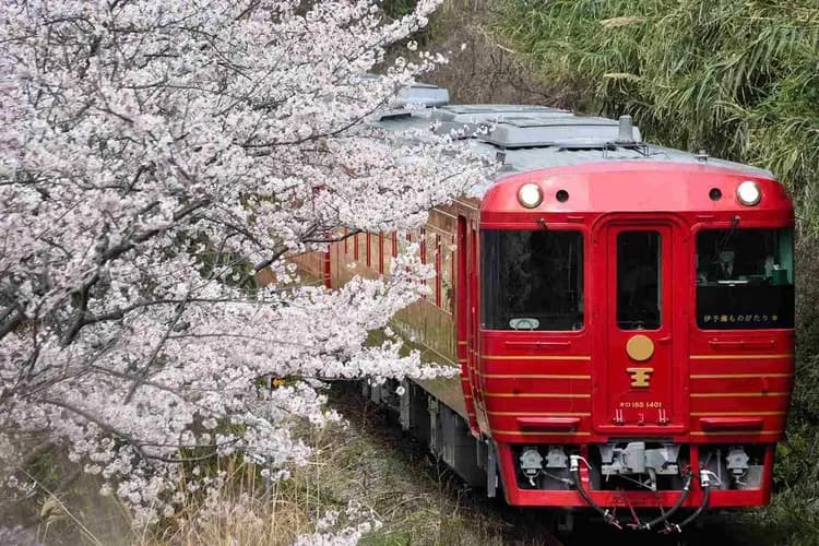 星光燦爛Ｘ高松物語｜春櫻四國雙鐵道5日｜伊予灘&千年物語．道後夜櫻賞．秘境祖谷．台中出發｜高松進出雙溫泉