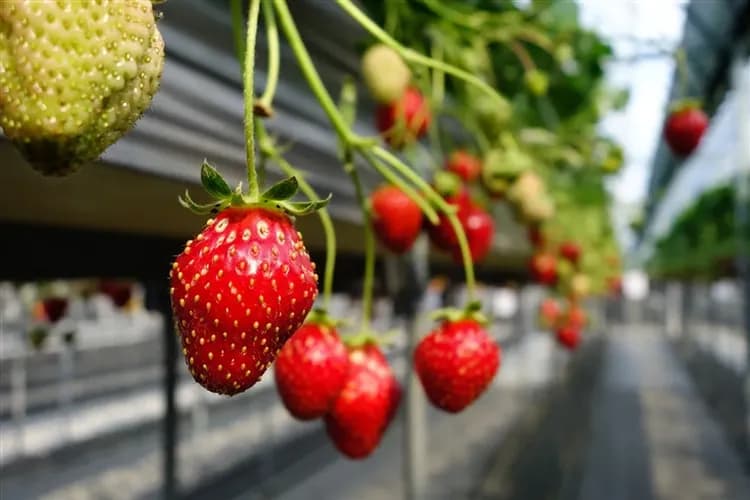 東京旅遊｜迪士尼.雪盆戲雪.富士山纜車.山中湖遊船.採草莓.晴空塔.螃蟹溫泉五日｜高雄來回-6