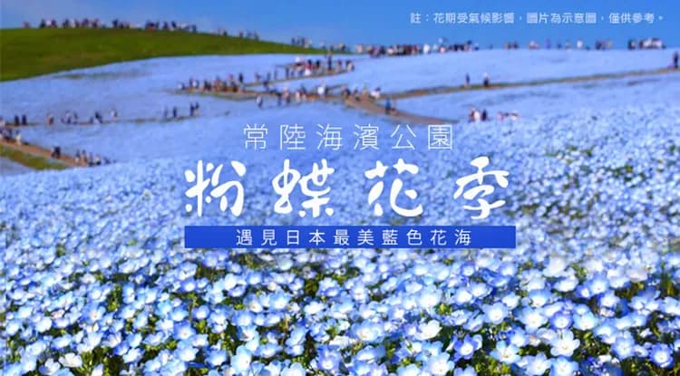 春遊關東｜花之盛宴~常陸海濱最美藍色粉蝶花海.足利花卉夢幻紫藤絕景.富士芝櫻祭.新宿購物趣.美食雙溫泉五日-7