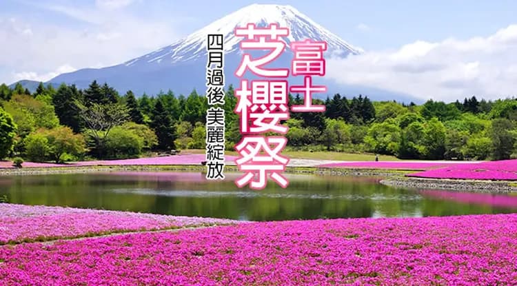 立山雪壁絕景｜足利紫藤花.富士芝櫻祭.天晴號遊船.白川合掌村.三大蟹和牛吃到飽六日｜高雄來回-9