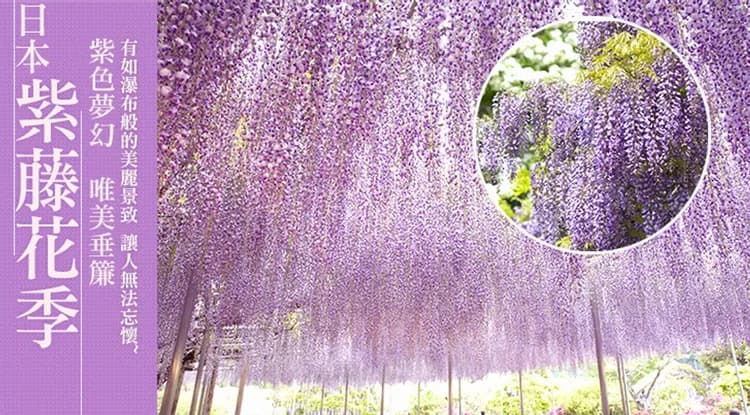 東京旅遊｜無自理餐｜日立粉蝶花.粉色芝櫻.浪漫紫藤花.日光東照宮.偕樂園.牛久大佛.美食溫泉五日｜高雄來回-5