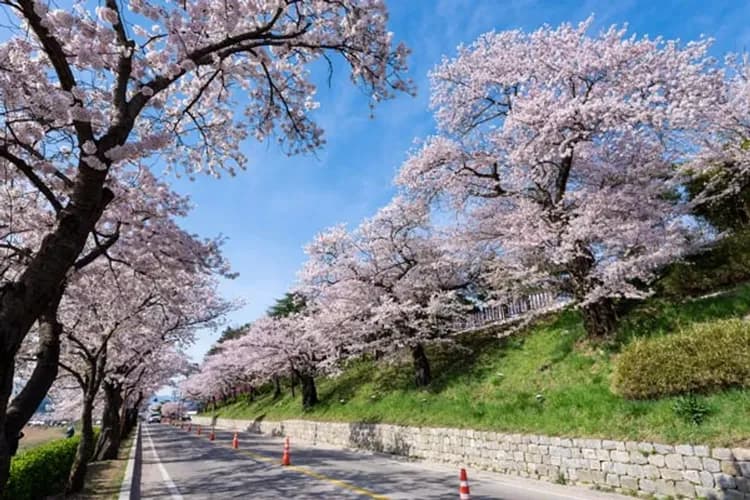韓亞櫻紛飛～雪嶽山南怡島、汝矣櫻花隧道、鏡浦臺櫻花節、兩晚五星飯店五日