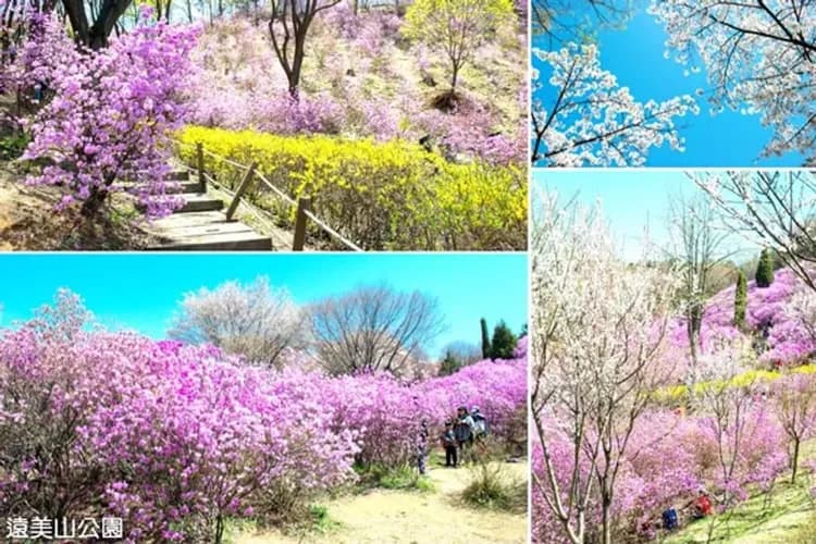 遠美山公園(賞櫻花、杜鵑花、迎春花)