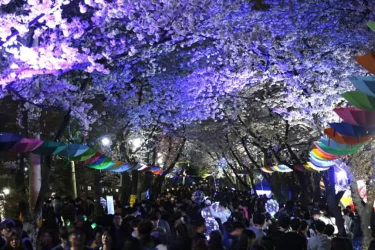 富川陶唐山(夜櫻)