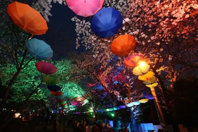 富川陶唐山(夜櫻)