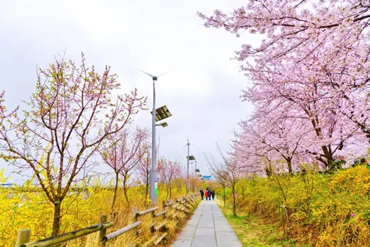 汝矣島輪中路櫻花隧道