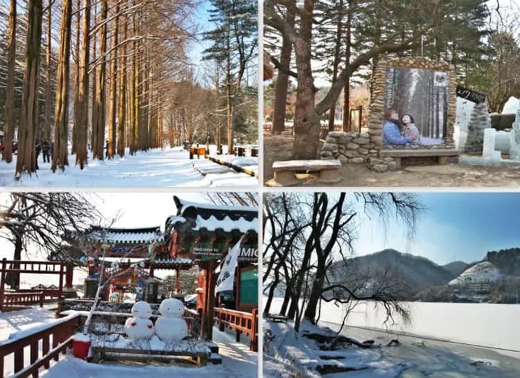 加平南怡島：韓劇《冬季戀歌》拍攝場景