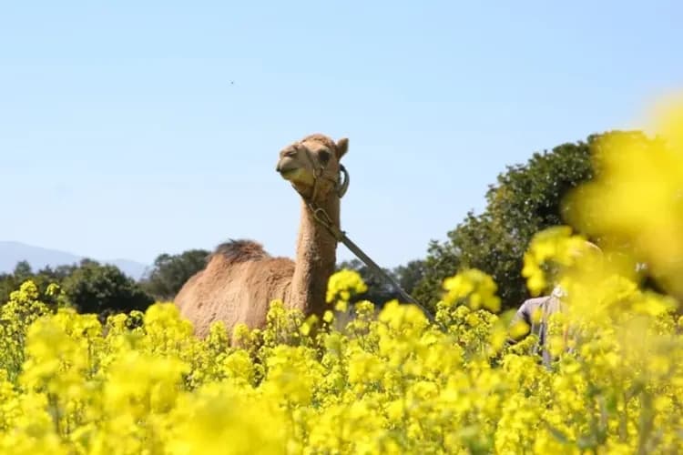 騎駱駝體驗-騎駱駝體驗