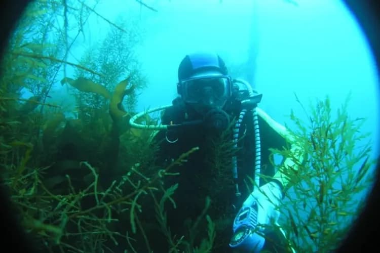 牛島潛水艇-牛島潛水艇(東岸海底世界)