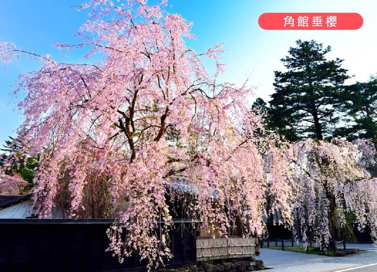 春櫻戀花卷東北5日.角館垂櫻.小岩井農場.由利高原列車.葡萄酒見學.銀山溫泉.百景狔鼻溪遊船.螃蟹和牛自助餐(花卷進出)