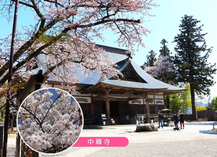東北粉春櫻雪迴廊5日.八幡平雪牆.角館垂櫻.銀山溫泉.絕美嚴美溪.松島遊船.秋田鐵道列車.溫泉(入住花卷飯店)