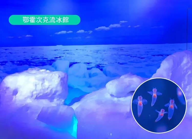 銀雪幸福北海道四溫泉7日.森林精靈露台.戲雪7合1.旭山動物園.丹頂鶴.浪漫小樽.長腳蟹美食