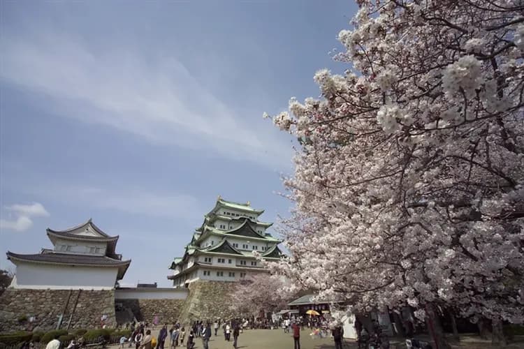 輕奢櫻詩萬豪｜關西雙鐵道｜志摩之風．青丹吉｜保住三宿萬豪．櫻花大佛．名花夜櫻．海女小屋．米其林採果｜雙溫泉雅宿6日-7
