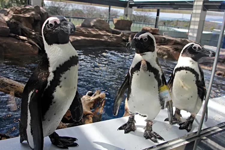 感恩特惠｜關西京阪奈小旅行｜城市漫遊一日.奈良梅花鹿.清水寺.金閣寺.京都水族館.錦市場.LaLaport門真五日