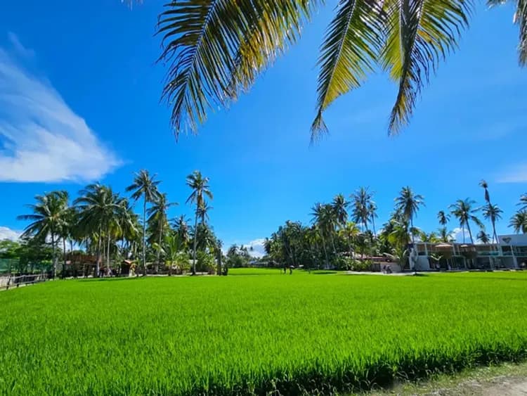 阿貢村-甘榜阿貢村(馬來高腳屋、網美鳥巢、椰林秋千)