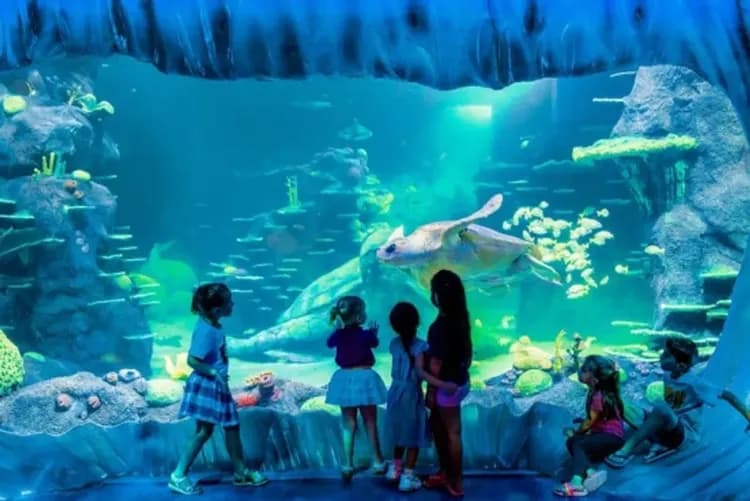 野生世界、水族館