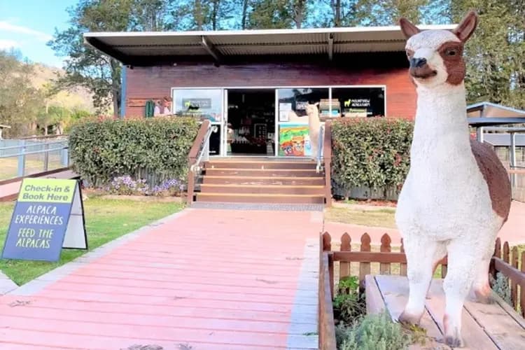 羊駝農場(牽羊駝及餵食體驗)