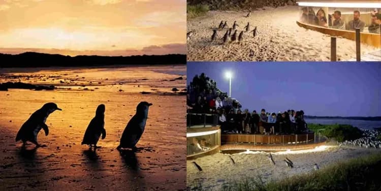 菲利浦島企鵝-神仙企鵝歸巢