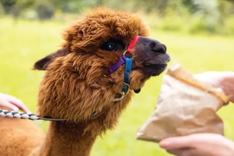 Mountview Alpaca Farm Official Website-羊駝農場(牽羊駝及餵食體驗)