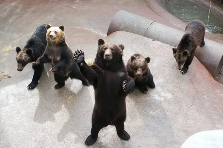 北海道冬享戀～小樽函館山、尼克斯企鵝秀、洞爺湖彩燈節、森之庭渡假村五日-7