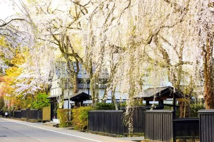武家屋敷(櫻花百選)