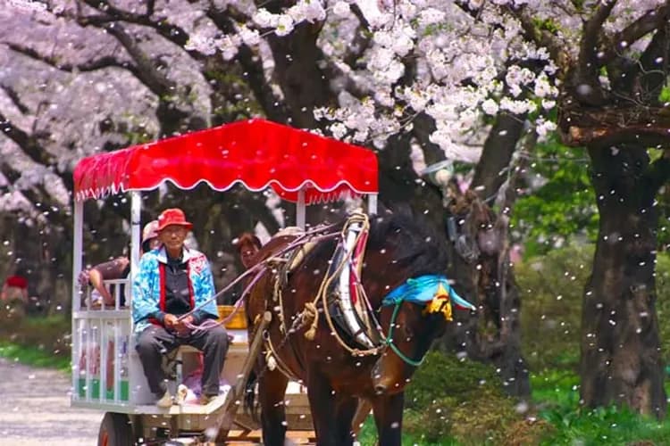 北上展勝地(櫻花百選)