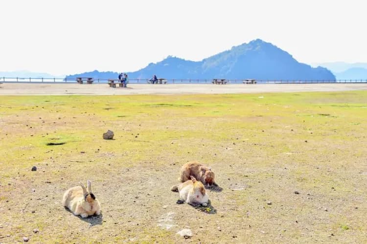 竹原兔子島秘境