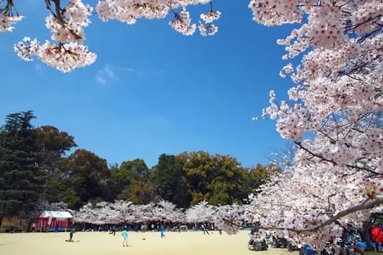 TXG春櫻高松四國～魔女小豆島、大步危遊覽船、松山城櫻花祭、名園名景漫遊五日-7