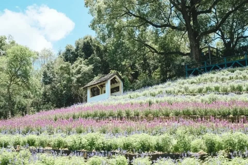 【高鐵假期】 台中薰衣草森林．東勢林業文化園區．逢甲夜市一日遊-1