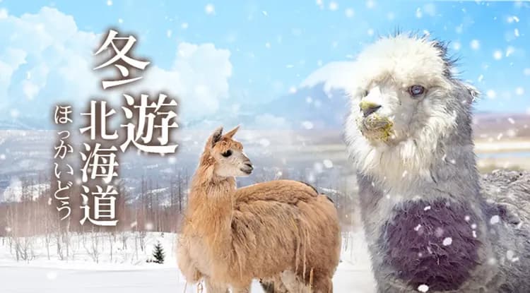 感恩特惠北海道旅遊｜冬季札幌白色燈樹節、富良野雪上活動.草泥馬.天狗山夜景.小樽.三大螃蟹溫泉5日