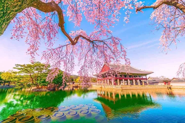 KHH釜慶櫻繽紛～鎮海櫻花祭、古宅韓服體驗、天空膠囊列車、韓國觀光百選五日-5