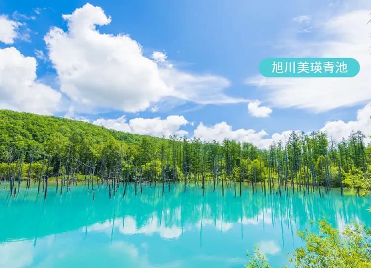 高雄出發北海道雙溫泉5日.有珠山空中纜車.洞爺湖熊牧場.美瑛仙境青池.鈴蘭花谷.螃蟹吃到飽-6