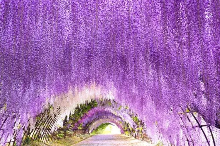 【九州紫藤海陸空５日】浪漫紫藤、由布院鐵道、柳川遊船、九重夢、湯布院、螃蟹吃到飽[含稅簽]