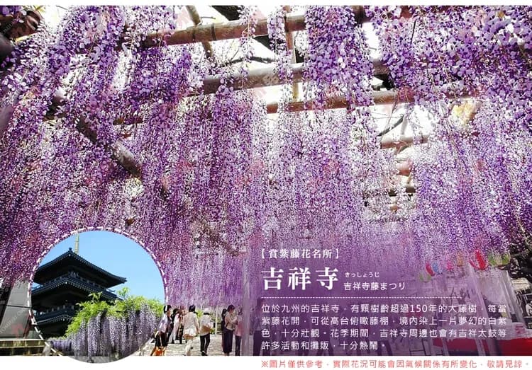 【九州紫藤海陸空５日】浪漫紫藤、由布院鐵道、柳川遊船、九重夢、湯布院、螃蟹吃到飽[含稅簽]-6