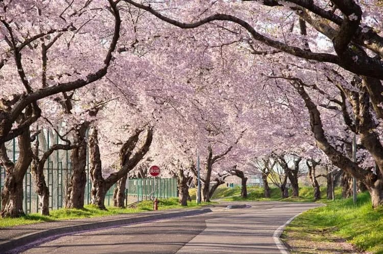 【星宇櫻光迴廊北海道５日】升等二世谷日航、北斗櫻花迴廊、櫻花神宮、函館夜景、浪漫小樽、企鵝遊行、螃蟹溫泉[含稅簽]