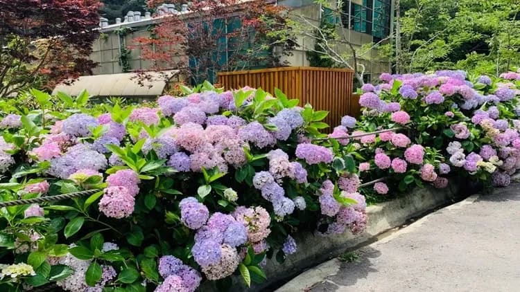 【高鐵假期】 南投杉林溪．忘憂森林．松瀧岩瀑布1日豐富行-8