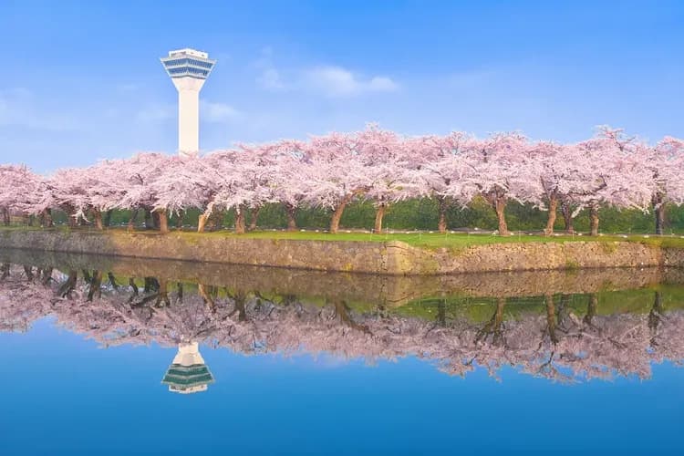 【酷航春櫻浪漫北海道６日】保住三晚溫泉、函館夜景、五稜郭櫻花公園、櫻花神宮、企鵝遊行[含稅]
