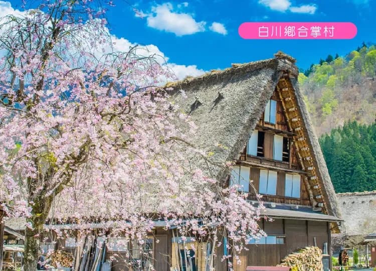 【華航富山包機】櫻舞春光北陸雙溫泉5日.春日四重奏.高遠址公園.兼六園.白川鄉合掌村.採果樂.飛驒牛料理 保住希爾頓-8