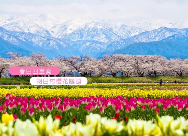 【華航富山包機】櫻舞春光北陸雙溫泉5日.春日四重奏.高遠址公園.兼六園.白川鄉合掌村.採果樂.飛驒牛料理 保住希爾頓-6