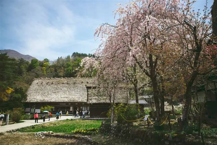 限量北陸旅遊～立山黑部雪牆ｘ岡崎五萬石紫藤季｜富山礪波～鬱金香花海.馬籠宿.惠那峽遊船.白川鄉合掌村.八丁味噌.溫泉五日-5