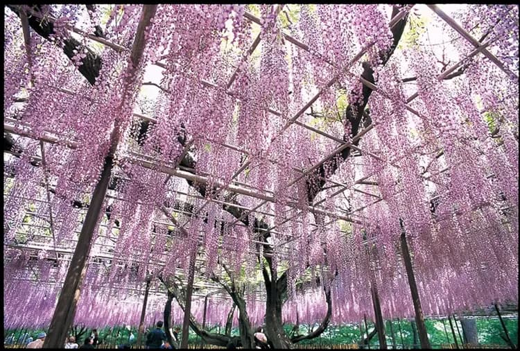 限量北陸旅遊～立山黑部雪牆ｘ岡崎五萬石紫藤季｜富山礪波～鬱金香花海.馬籠宿.惠那峽遊船.白川鄉合掌村.八丁味噌.溫泉五日