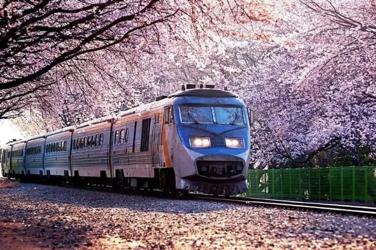 花現釜山｜鎮海櫻花．羅曼史橋慶和站櫻花．佛國寺櫻景．無去川賞夜櫻．海雲台列車．樂天超市採購(一站購物彩妝)五日｜高雄