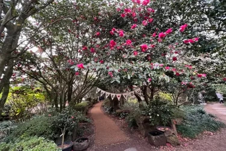 濟州賞櫻∣漢拏櫻花大道．長田里櫻花．秘境賞櫻．藥泉寺賞油菜花．限定馬油皂&燙布杯套帶DIY．探索東門市場．濟州特色料理(一站購物彩妝)5日|高雄-6