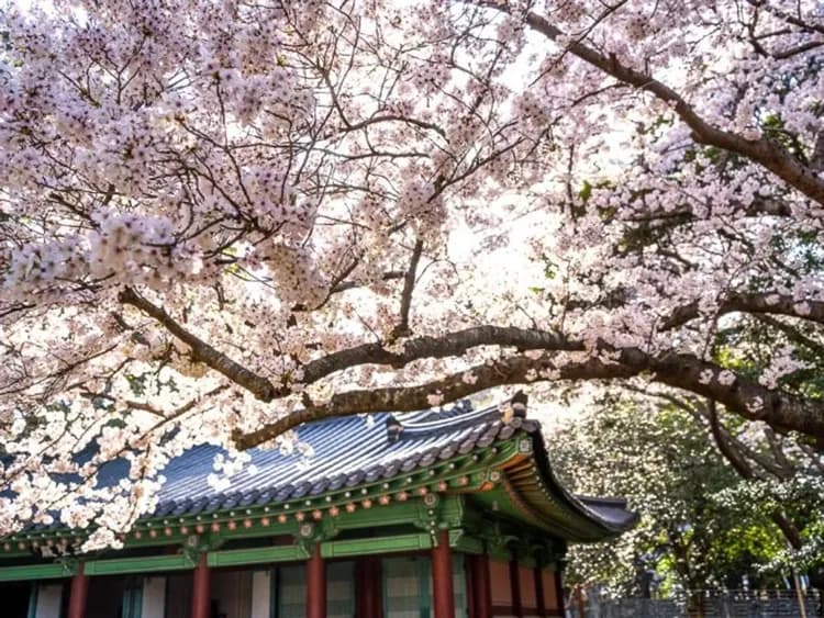 濟州賞櫻∣升等一晚五星藍鼎∣三姓穴賞櫻．山房山賞油菜花．秘境賞櫻．神話世界半日遊．探訪海女村．叢林咖啡廳．獨家特製醬蟹料理(一站購物彩妝)6日|高雄