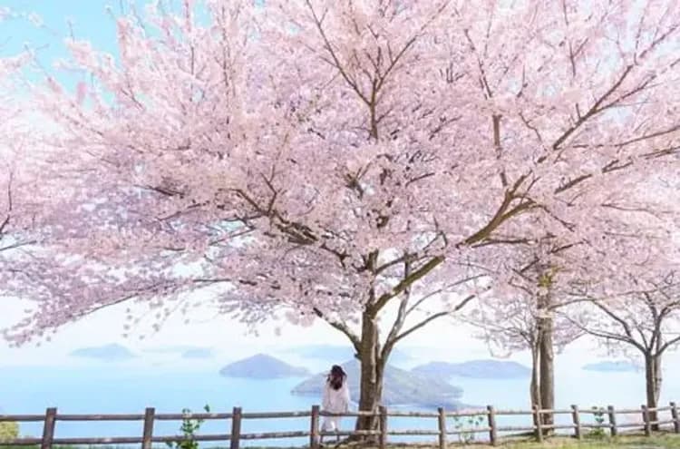 春櫻高松四國小豆島｜4大賞櫻名所~紫雲出山.魔女小豆島~橄欖公園.栗林公園.丸龜城.彈琴公園.大步危遊船五日-8
