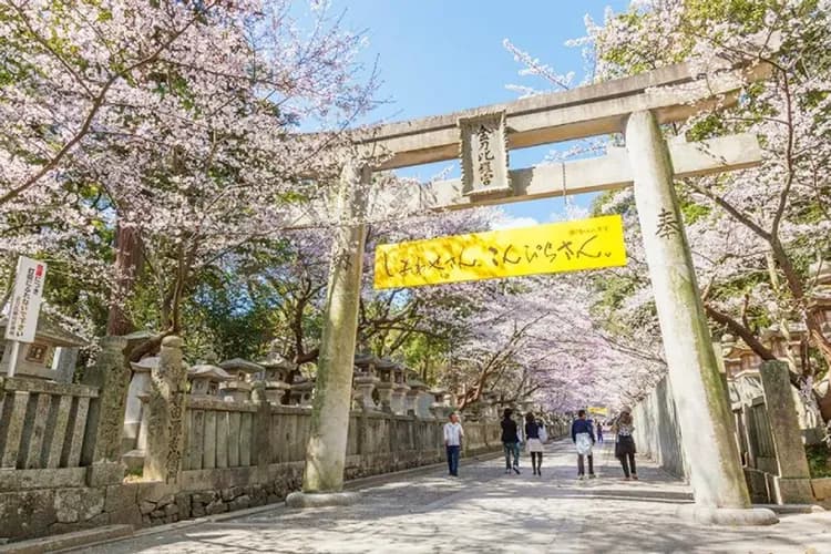 春櫻四國｜紫雲出山~賞櫻仙境,櫻名勝栗林公園,琴彈公園.金刀比羅宮.道後溫泉街,魔女小豆島五日｜台中出發-13