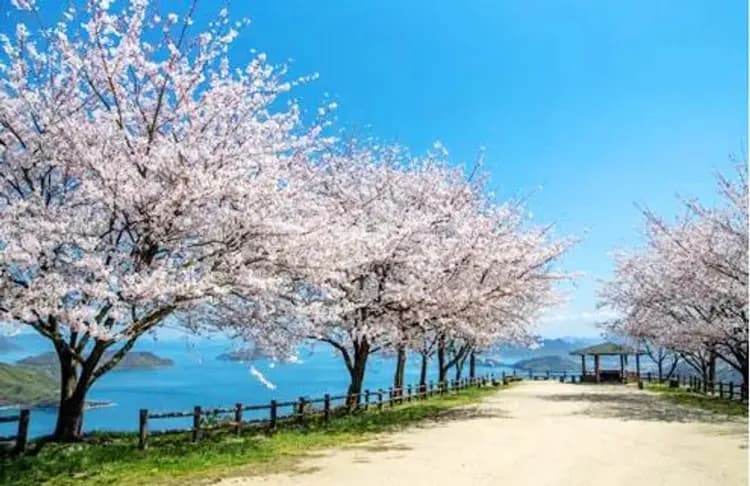 春櫻四國｜紫雲出山~賞櫻仙境,櫻名勝栗林公園,琴彈公園.金刀比羅宮.道後溫泉街,魔女小豆島五日｜台中出發