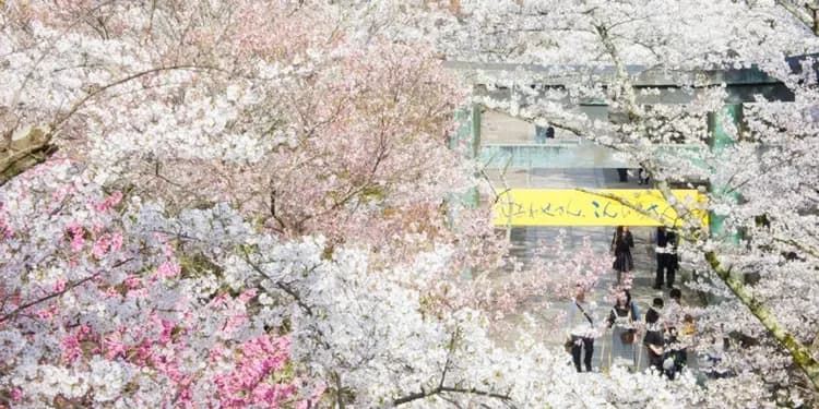 春櫻四國｜紫雲出山~賞櫻仙境,櫻名勝栗林公園,琴彈公園.金刀比羅宮.道後溫泉街,魔女小豆島五日｜台中出發-11
